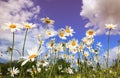 White chamomile flower heads grow on a summer meadow and stretc Royalty Free Stock Photo