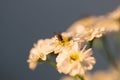 White chamomile flower pollination by fly insect