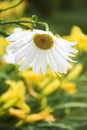 White chamomile flower with rain drops on blurry background with yellow lilies , selective focus, close up view . Royalty Free Stock Photo