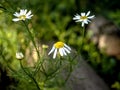 white chamomile flowers on a blurred natural background Royalty Free Stock Photo