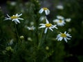 white chamomile flowers on a blurred natural background Royalty Free Stock Photo