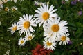 White chamomile flowers closeup Royalty Free Stock Photo