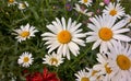 White chamomile flowers closeup