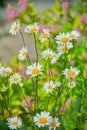 White chamomile flowers field background in the sun light. Summer daisies. Beautiful nature scene with blooming daisy background Royalty Free Stock Photo