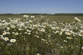 White chamomile flowers on spring grass meadow. A sunny day on a blue sky background. Royalty Free Stock Photo