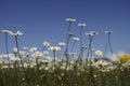 White chamomile flowers on spring grass meadow. A sunny day on a blue sky background. Royalty Free Stock Photo