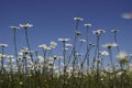 White chamomile flowers on spring grass meadow. A sunny day on a blue sky background. Royalty Free Stock Photo