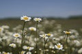 White chamomile flowers on spring grass meadow. A sunny day on a blue sky background. Royalty Free Stock Photo