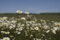 White chamomile flowers on spring grass meadow. A sunny day on a blue sky background. Royalty Free Stock Photo