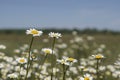 White chamomile flowers on spring grass meadow. A sunny day on a blue sky background. Royalty Free Stock Photo