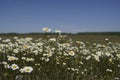 White chamomile flowers on spring grass meadow. A sunny day on a blue sky background. Royalty Free Stock Photo