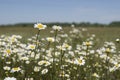 White chamomile flowers on spring grass meadow. A sunny day on a blue sky background. Royalty Free Stock Photo