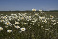 White chamomile flowers on spring grass meadow. A sunny day on a blue sky background. Royalty Free Stock Photo