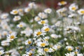 White chamomile flowers in spring Royalty Free Stock Photo