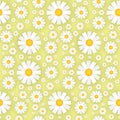 White Chamomile Flowers On Yellow Background Seamless Pattern Beautiful Floral Ornament Template Royalty Free Stock Photo