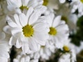 white chamomile fowers