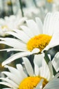 White chamomile in garden outdoors on sunny day, field of daisies, close-up. Wild flowers macro, spring time concept. Royalty Free Stock Photo