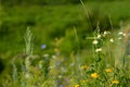 White chamomile growing on meadow in summer sunny day. Selective focus with blurred foreground and background Royalty Free Stock Photo