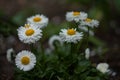 White chamomile on natural background. Floral background. Wild flowers. Summer background. Spring blossom background