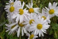 White chamomile perennial in the forest Royalty Free Stock Photo