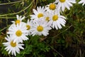 White chamomile perennial in the forest Royalty Free Stock Photo