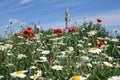 White chamomile and red poppy flowers field Royalty Free Stock Photo