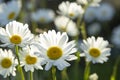 White chamomiles on garden background Royalty Free Stock Photo