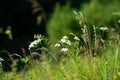 White chamomiles growing on meadow. White chamomiles on green grass background. Second summer. Bokeh. Selective focus with blurred Royalty Free Stock Photo