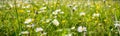 White chamomiles in a summer or spring field, banner. Generative AI Royalty Free Stock Photo