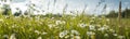 White chamomiles in a summer or spring field and sky, banner. Generative AI Royalty Free Stock Photo