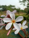 White Champa flower looking so beautiful Royalty Free Stock Photo