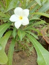 White Champa flower