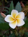 White champa flower thailand