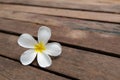 White Champa flower on wood backgrounds Royalty Free Stock Photo
