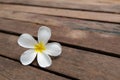 White Champa flower on wood backgrounds