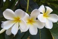 White champa flowers with green leaves.