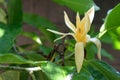 White champa flowers and green leaves and raindrops