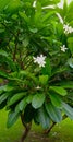 White Champa or Frangipani Plumeria alba Tree with Flowers