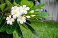 white champa whit green leaf