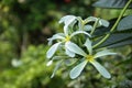 White Champaca flowers on plant Royalty Free Stock Photo