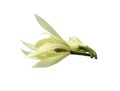 White Champak flower