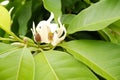 White Champaka are blooming on tree. Michelia alba ,Kantali