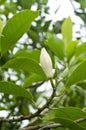 White Champaka is flower Royalty Free Stock Photo