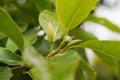 White Champaka flower bud against blurred green background