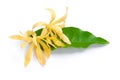 White Champaka Flowers and Green Leaves on white background