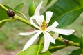White Champaka on the tree are blooming. Royalty Free Stock Photo