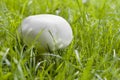 White champignon Royalty Free Stock Photo