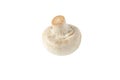 White champignon button mushroom isolated on white. Transparent png additional format