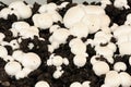 White Champignon Royalty Free Stock Photo