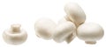 White champignon mushrooms or white button mushrooms Royalty Free Stock Photo